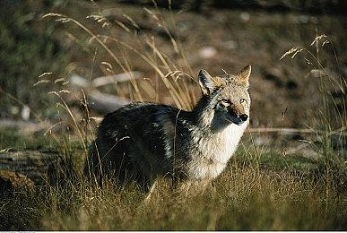 《真女神转生5》恶魔介绍：妖精女王蒂妲妮亚